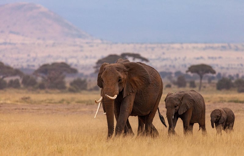 Safari in Africa