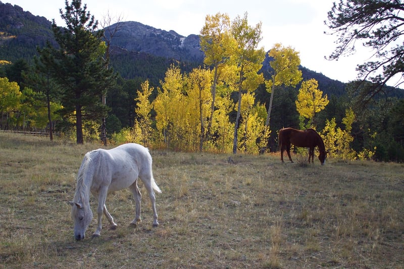 Aspen